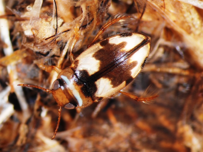 アンピンチビゲンゴロウ 水辺の生き物彩々