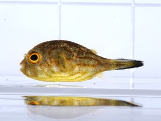 スジモヨウフグ幼魚.jpg