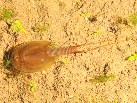 アジアカブトエビのオス 水辺の生き物彩々