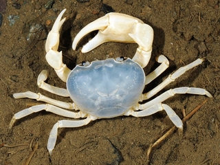 ブログサワガニ青型.jpg