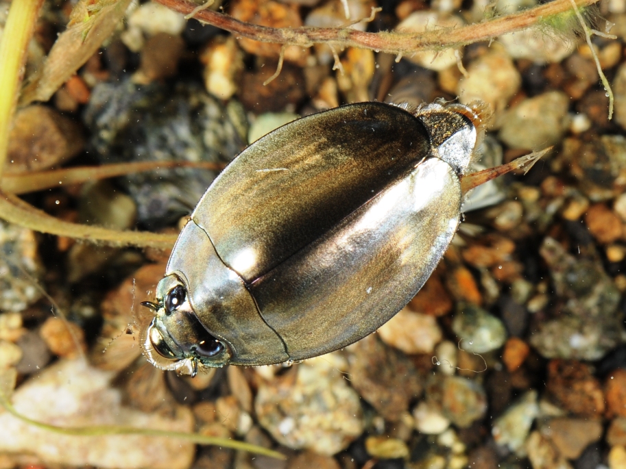 オキナワオオミズスマシとタイワンオオミズスマシ: 水辺の生き物彩々