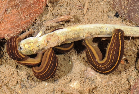 ウマビルとチスイビル 水辺の生き物彩々