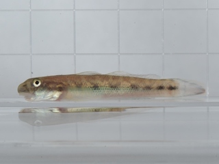 ルリボウズハゼ幼魚.jpg